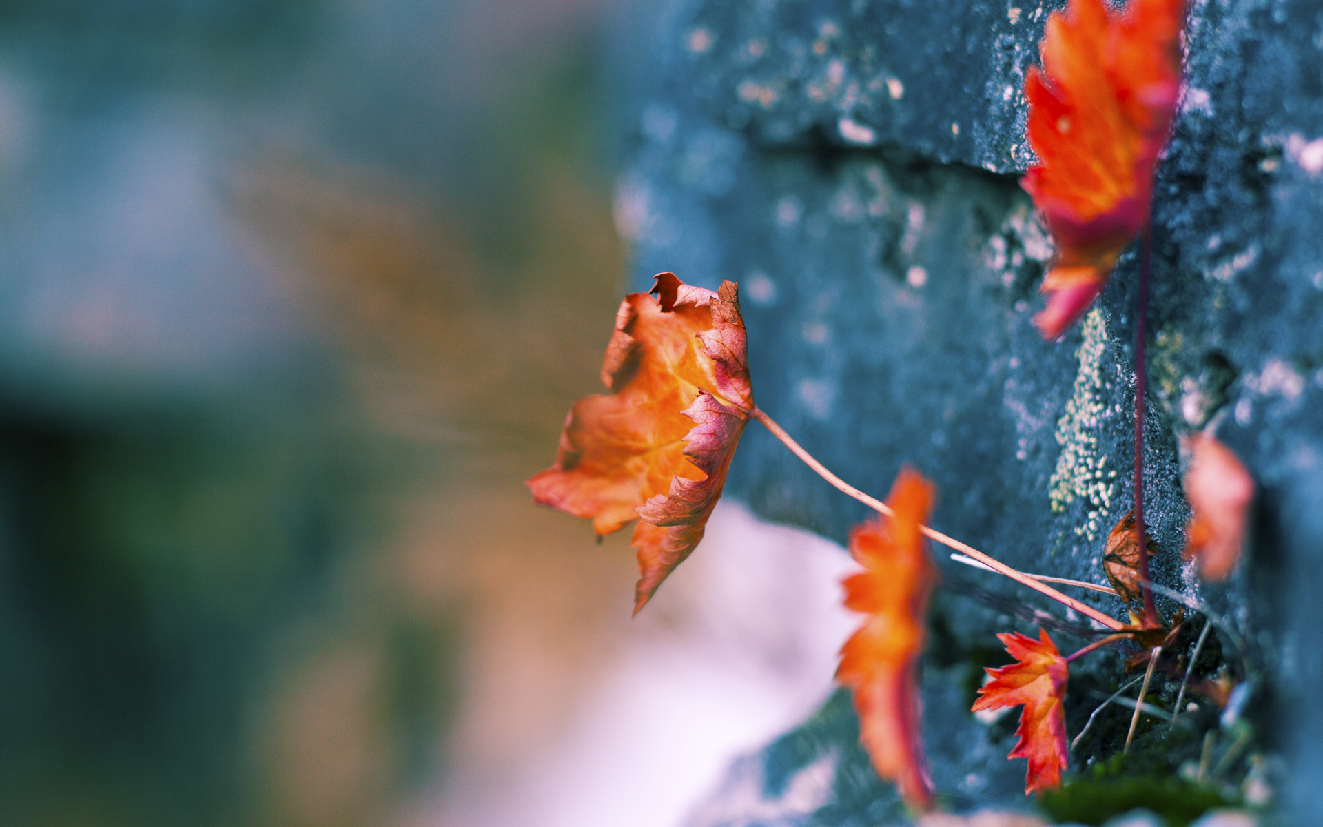 _女子单打冠军变换，赛事充满悬念_，女子单打赛制