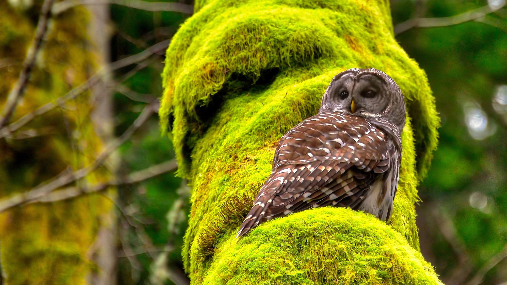 九游娱乐(jiuyou)官方网站-_奇才战术完善，表现逐渐稳定提高_，奇才奇术