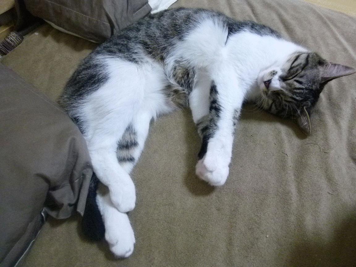 九游电脑版-_掘金攻防两端高效，连胜势头不减_，掘金专栏