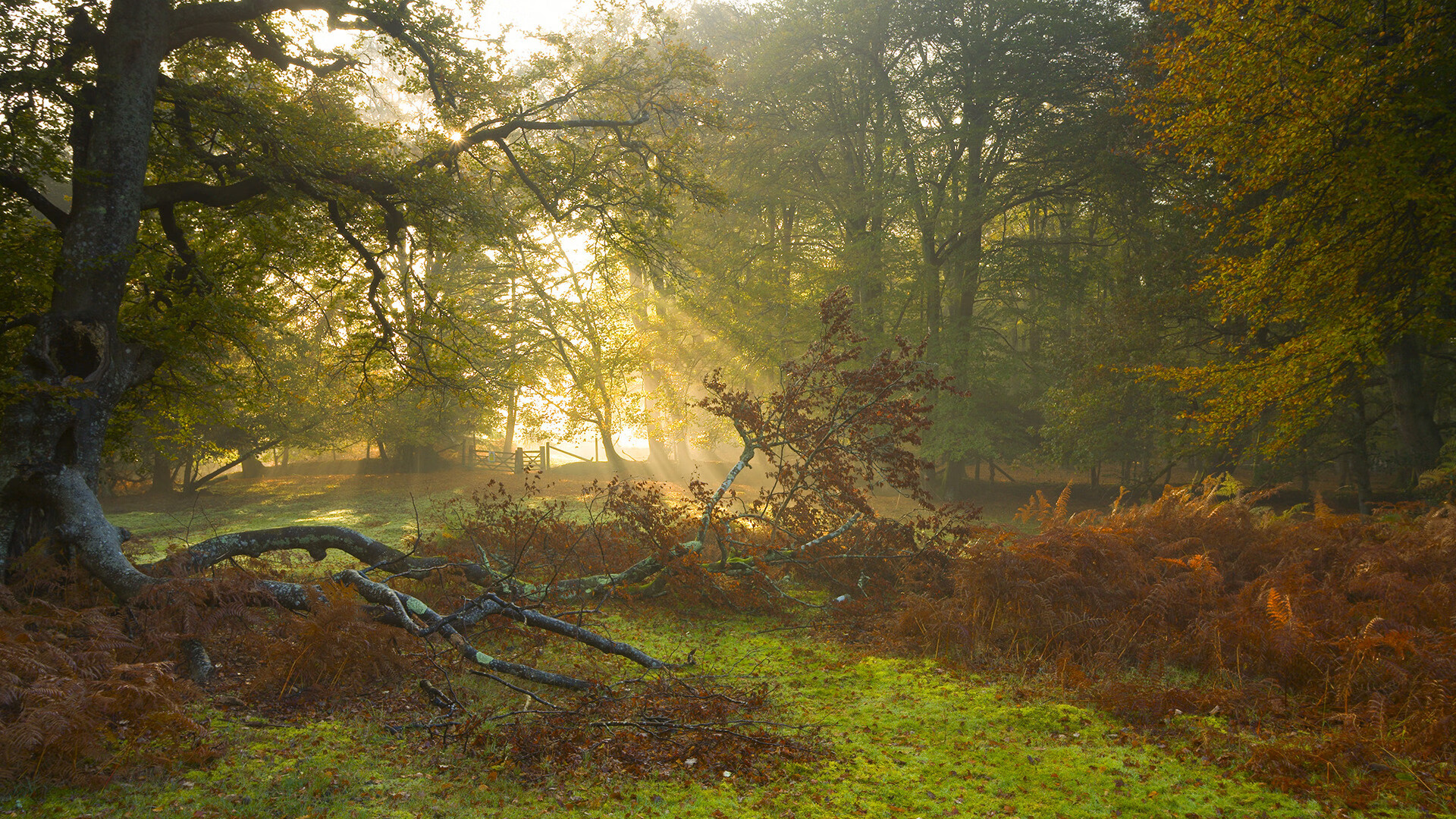 法甲新引援备受关注,豪门实力再升级,法甲新赛季前瞻