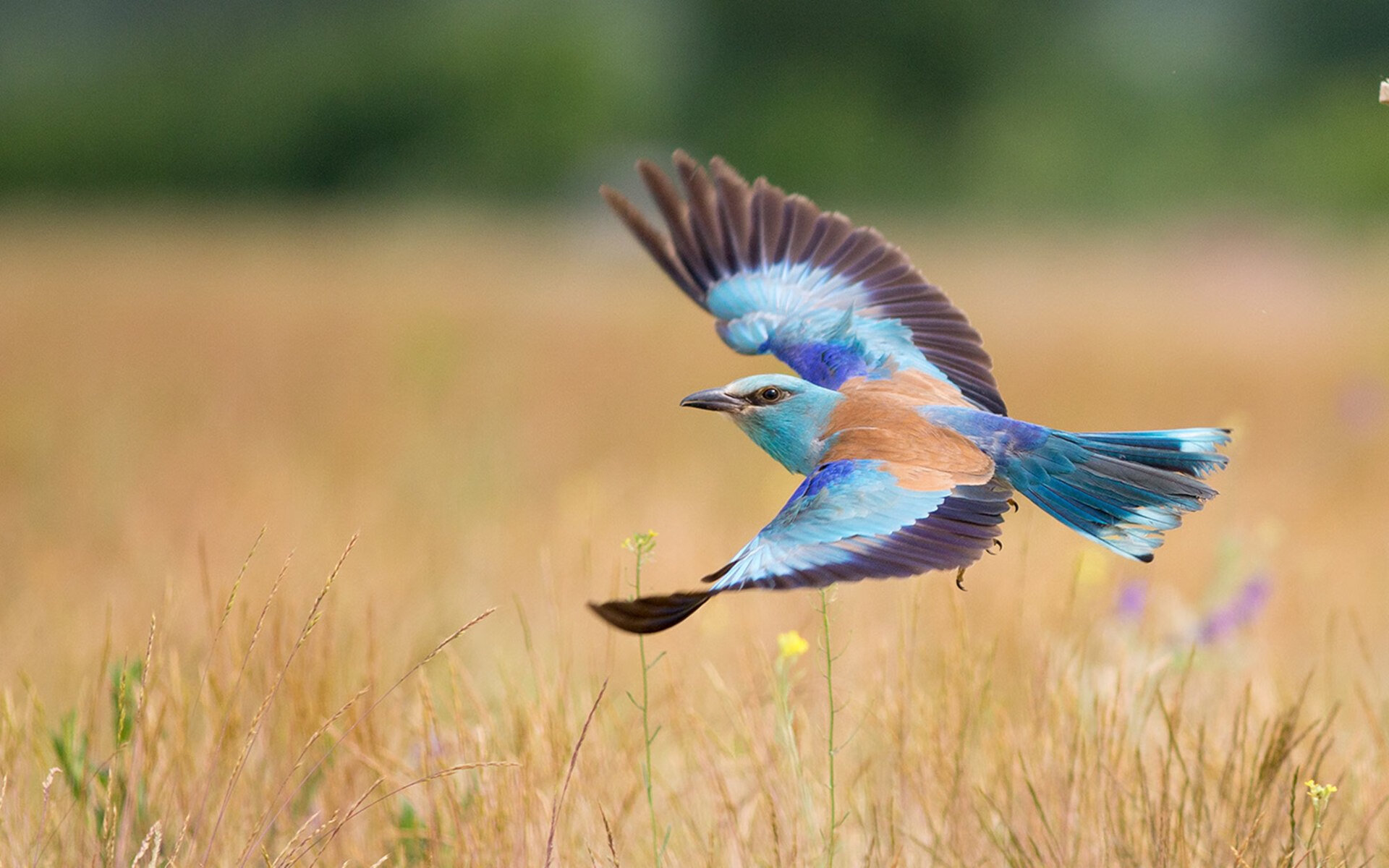 马赛夺得法国杯，球队士气高涨，法国马赛历史