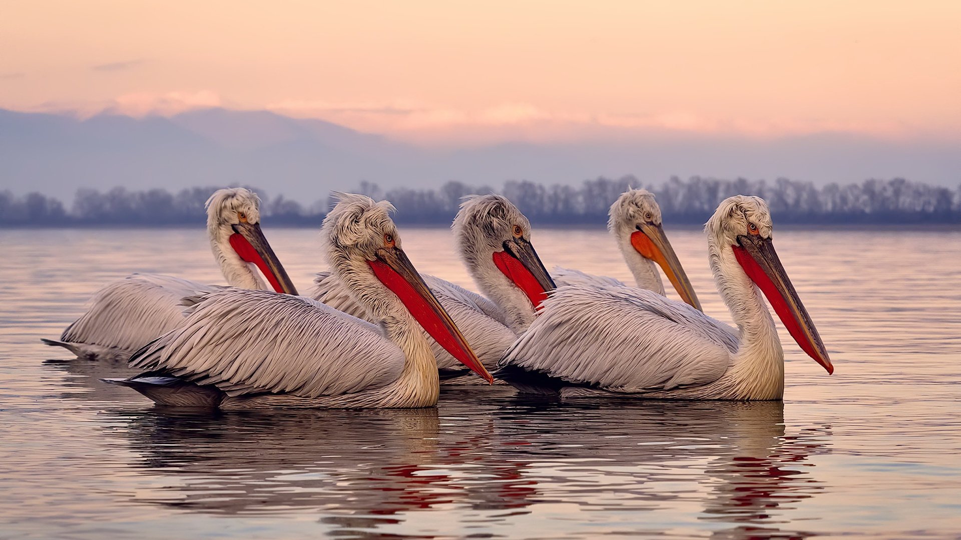 保加利亚闯入顶级赛事,表现备受期待,保加利亚闯入顶级赛事,表现备受期待的英文