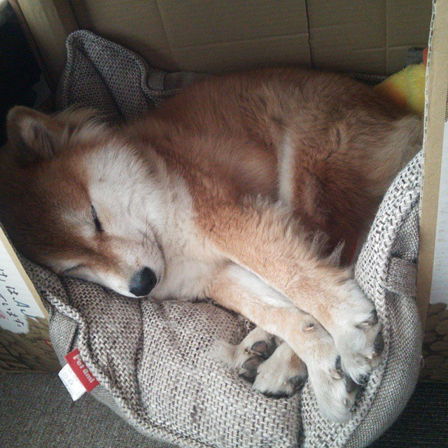 九游app下载中心-日本反曲弓男队首次晋级奥运会，东京奥运会反曲弓比赛时间