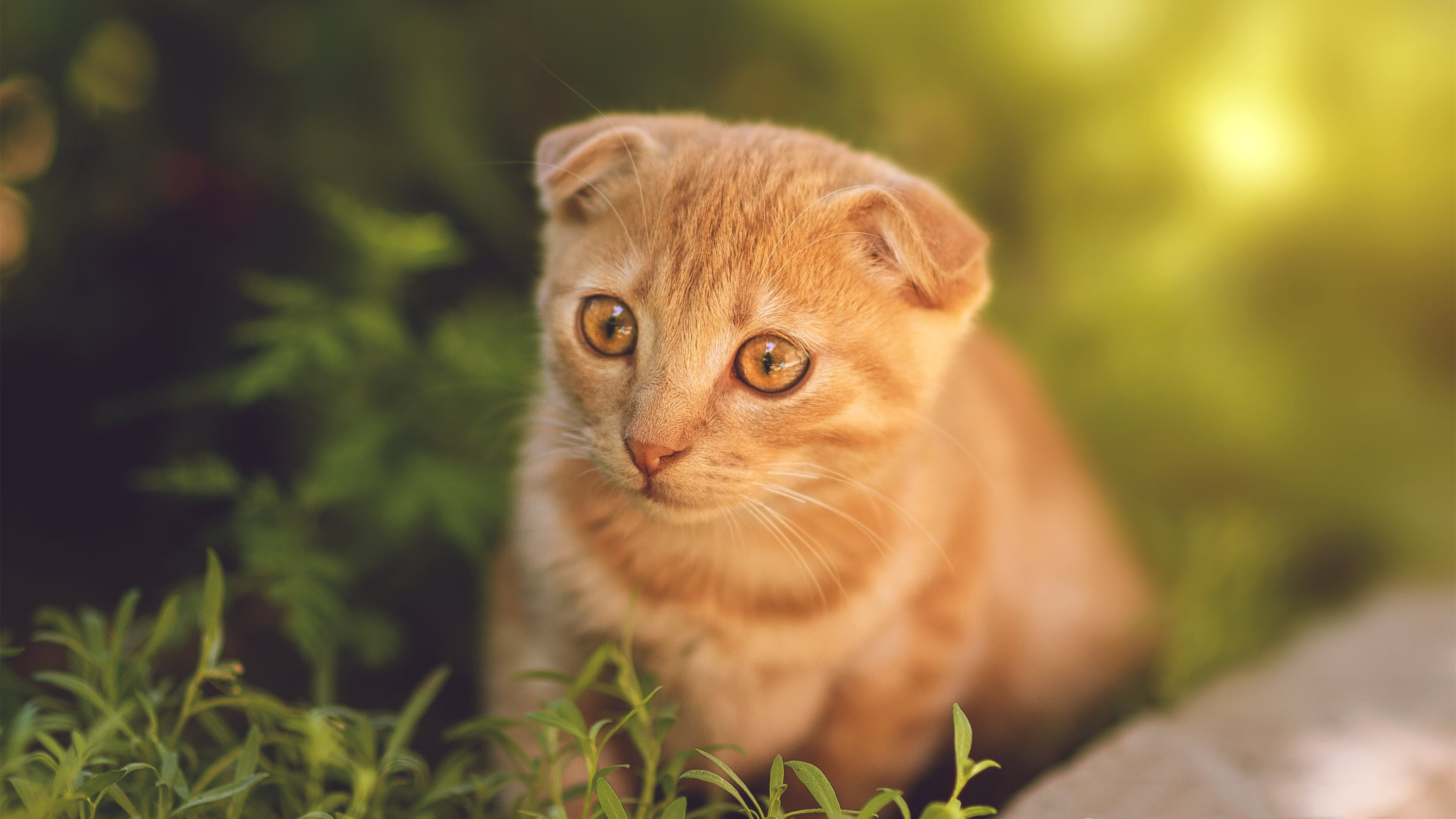 格拉纳达主场大胜,迅速拉近和西甲前四的距离,格拉纳达vs