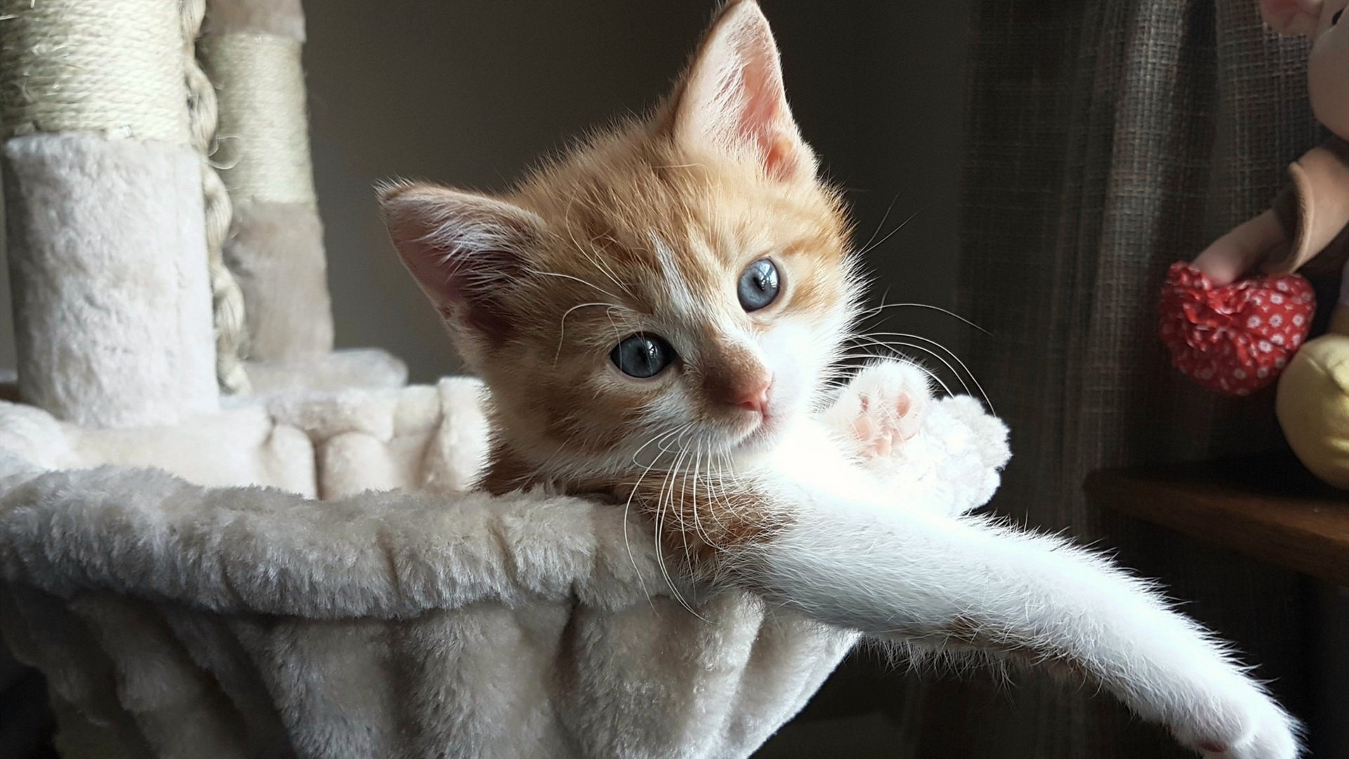 步行者队当家球星完美诠释团队合作精神,步行者队球迷