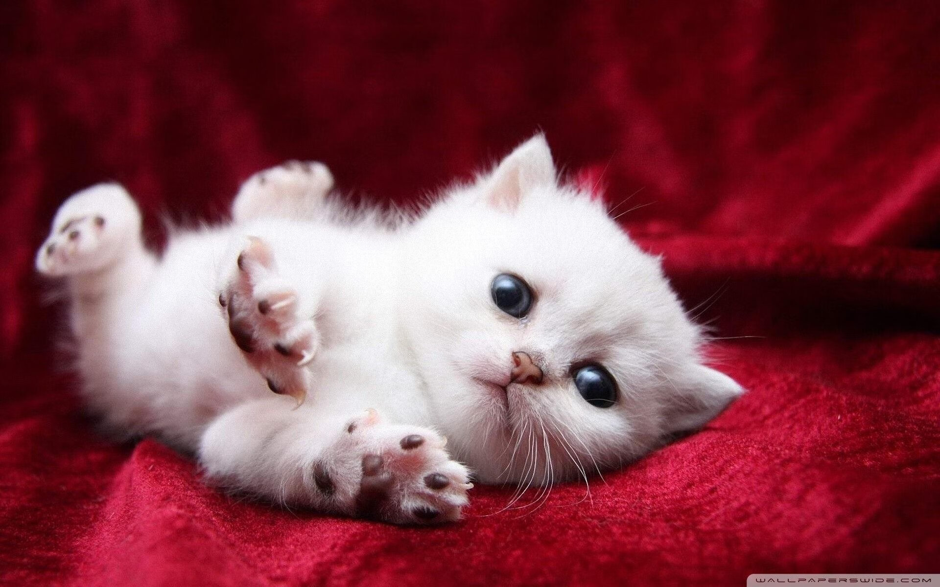 欧洲豪门纷纷出击,争夺王者的宝座即将揭晓,欧洲最顶级豪门