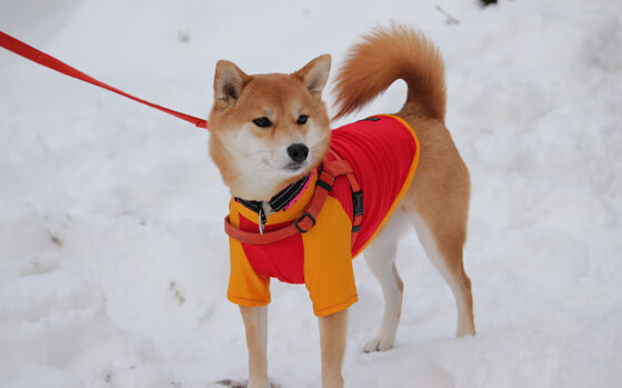 JIUYOU.COM-河北华夏幸福队员表现出色，积极备战，河北华夏幸福队前身