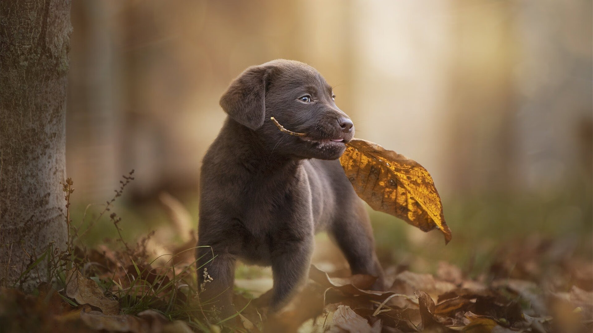 阿根廷进攻组合打破僵局,阿根廷攻击