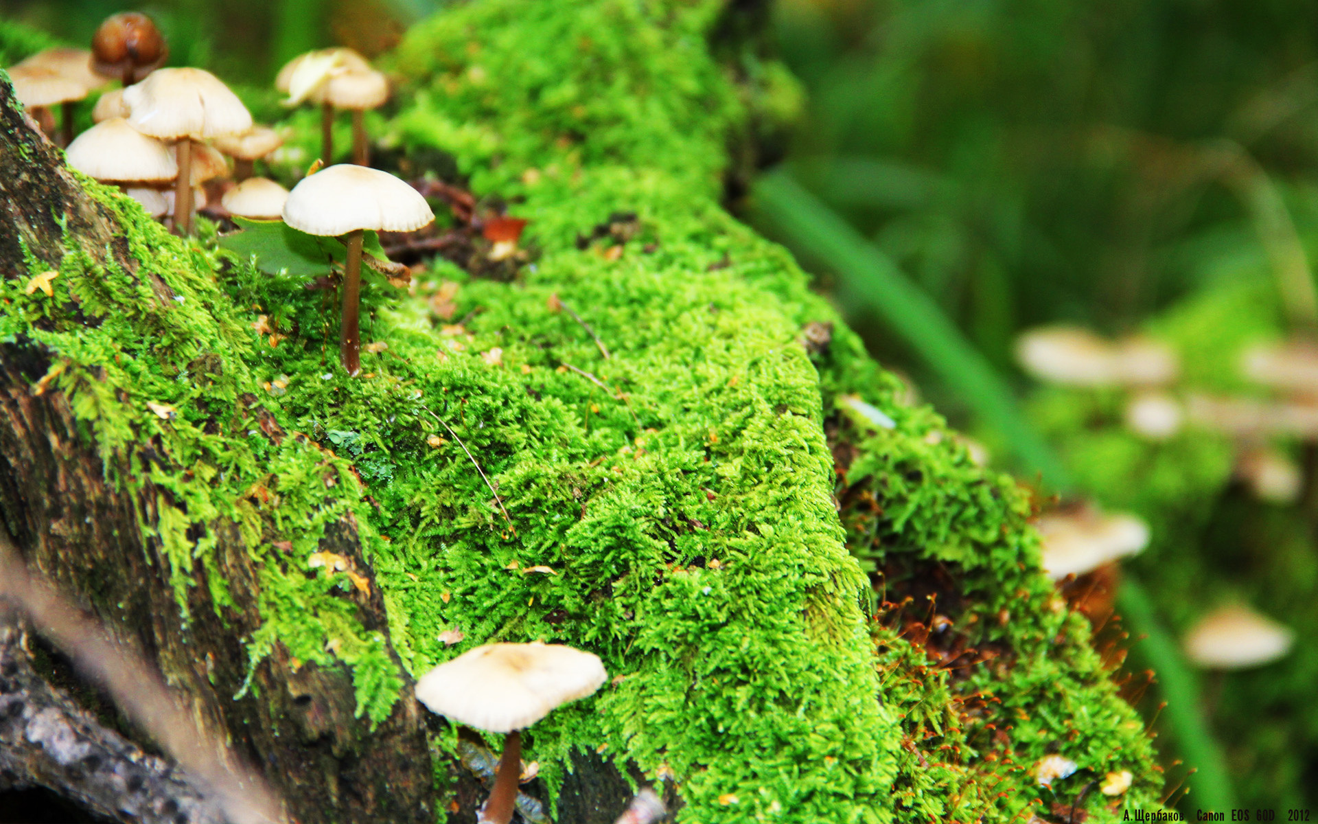 2024国际乒联混合团体世界杯赛制首次亮相,2020年国际乒联赛