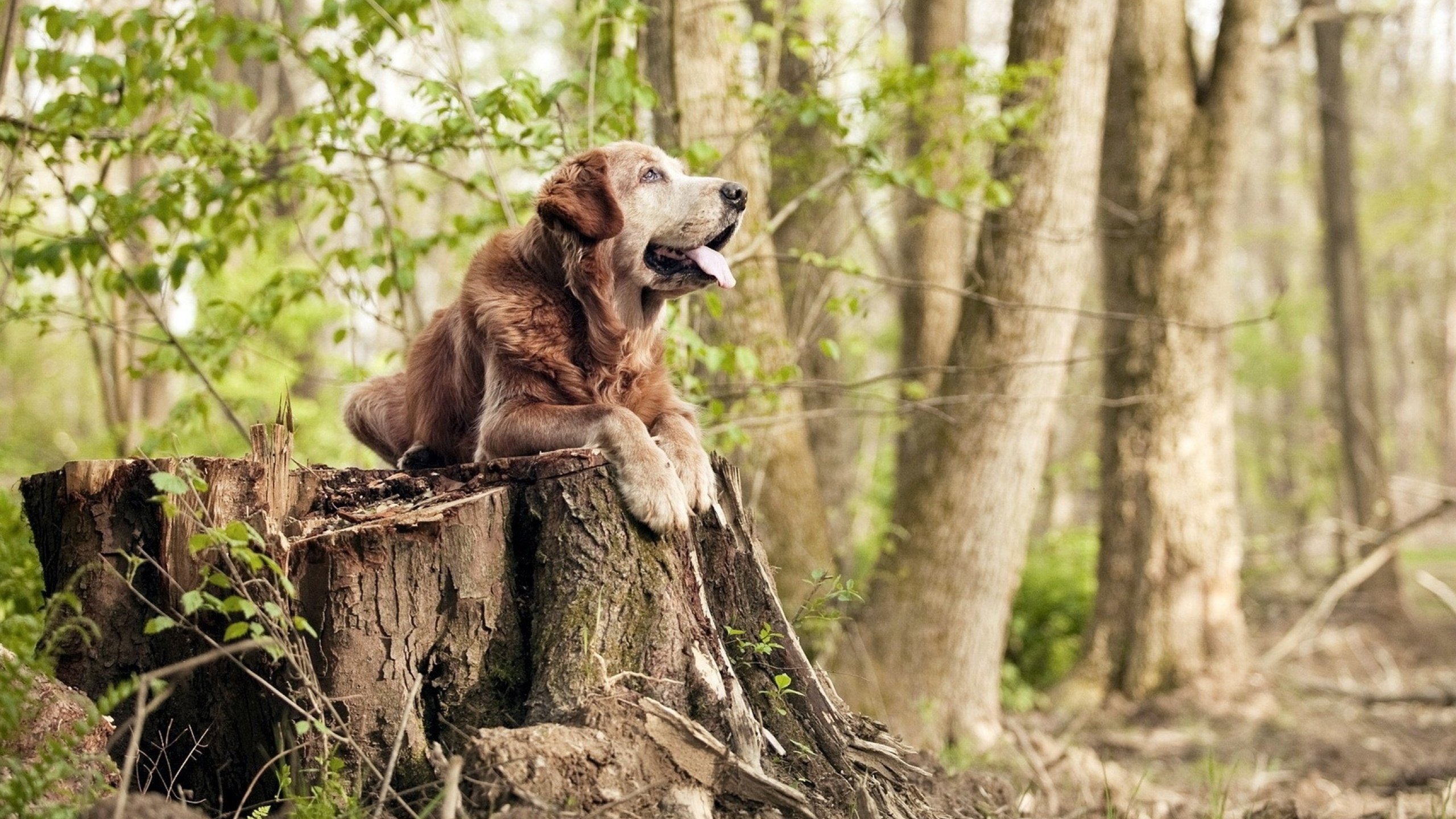 国家队集训计划与俱乐部赛程冲突频发，国家队集训队