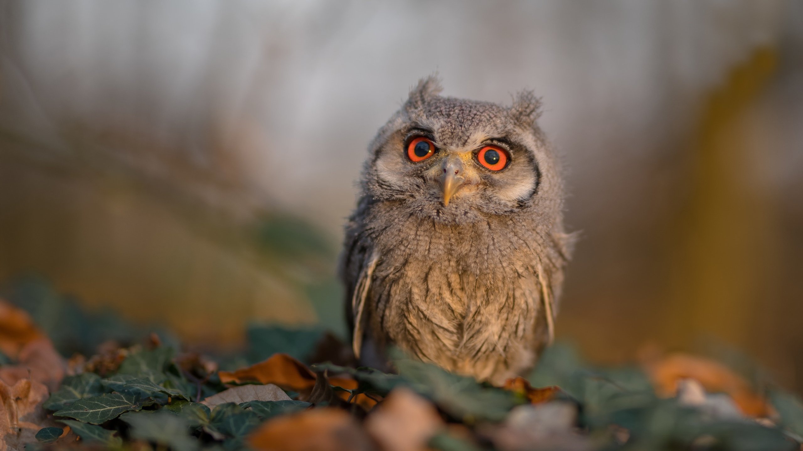 九游游戏中心官网-世界杯精彩四射：场上场下激情无限，世界杯精彩过人