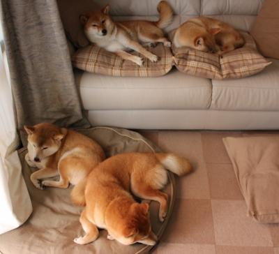 喀麦隆男篮在非洲锦标赛中再次夺冠,体育实力不断攀升,喀麦隆男篮进奥运会了吗