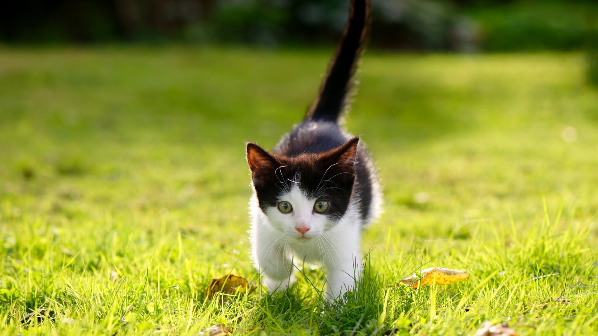 塞内加尔男篮在非洲大奖赛中夺冠,展现非洲篮球的崛起,塞内加尔足球队非洲排名
