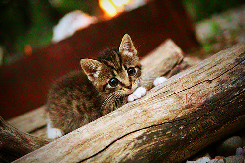 威少连砍三双奇才再度问鼎榜首,威少出场比赛奇才1胜8负 新闻