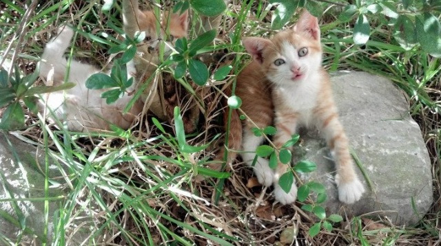 九游官网pc-德甲快节奏：攻防变幻莫测，令人目不暇接，德甲最快速度