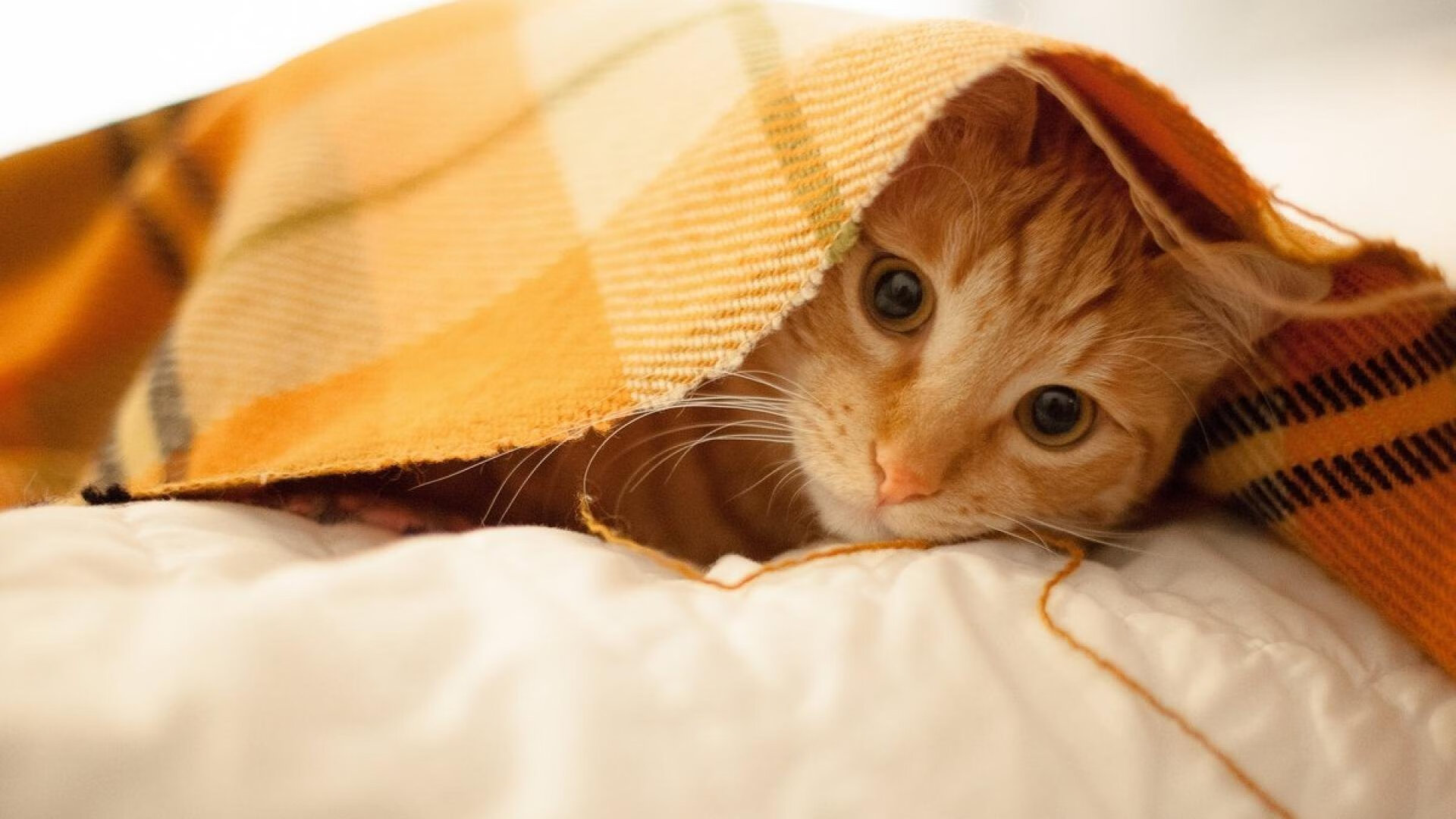 青年国家队参赛表现亮眼展现中国篮球未来希望,国家青年队男篮名单